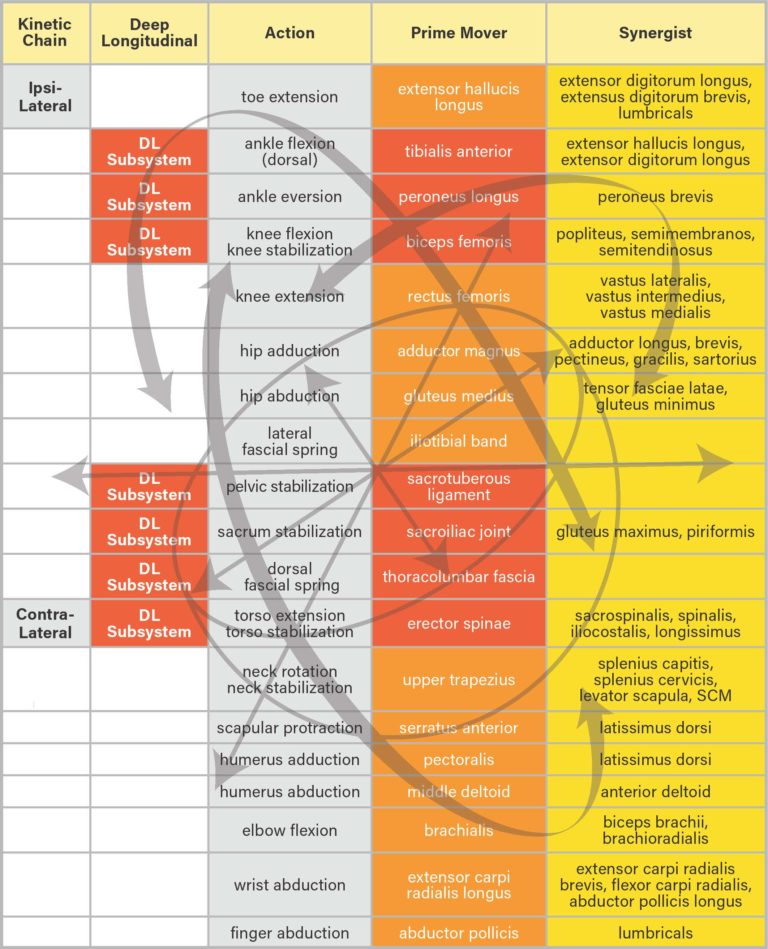 The 5 Primary Chains Poster Set, Desktop Edition, & Yoga