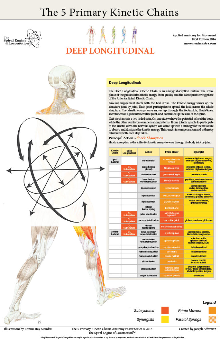 The 5 Primary Kinetic Chains Poster Set, Desktop Edition, & Yoga