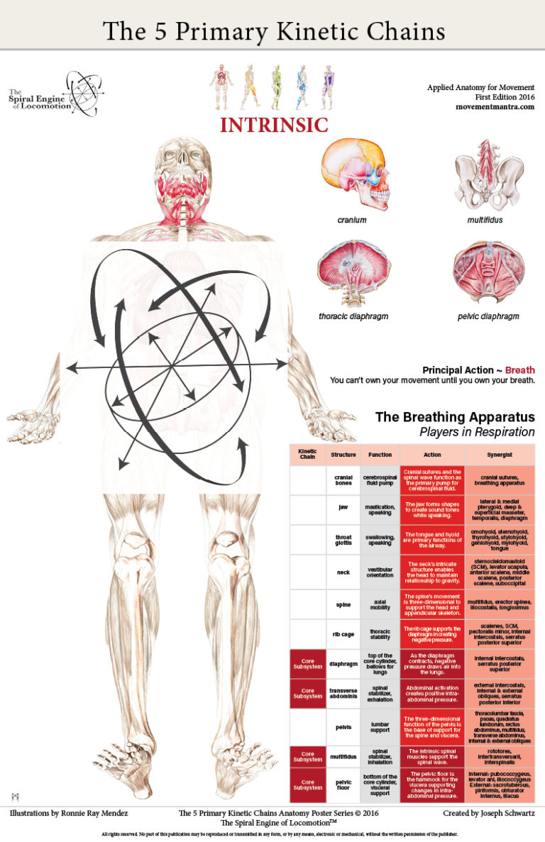 The 5 Primary Kinetic Chains Poster Set, Desktop Edition, & Yoga